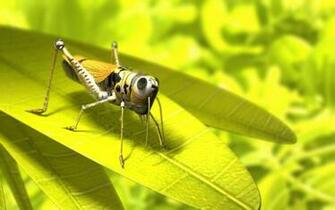 Grasshopper On A Leaf Wallpaper