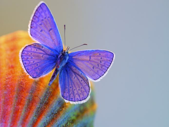 Purple Butterfly Wallpaper
