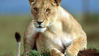Lion Wallpaper For Desktop