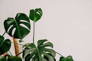 Monstera Leaf Pictures HD Image