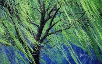 Weeping Willow Tree Rolf Nussbaumer Photography Bing