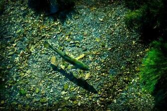Fly Fishing For Trout