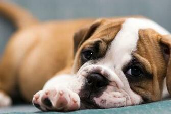 Bulldog Wallpaper High Definition