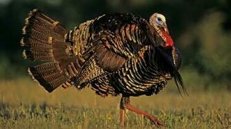 Turkey Bird Wallpaper Wildlife Desktop