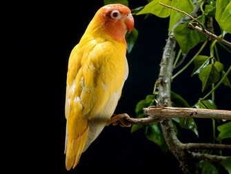 Love Birds Wallpaper