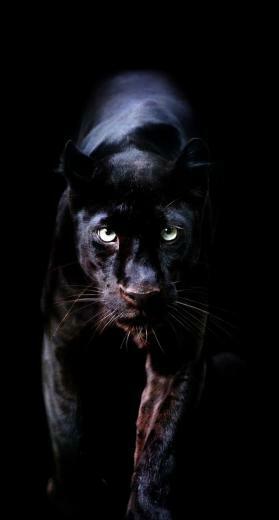 Animals Wallpaper iPhone Big Cats Puma Animal Black Wild