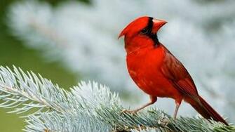 Cardinal Wallpaper