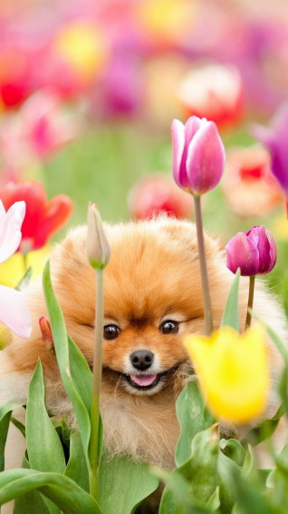 Pomeranian Phone Wallpaper 1080p 2k 4k Full HD