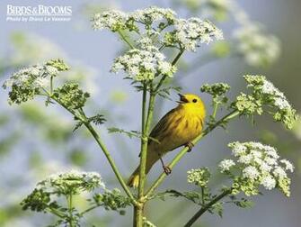 Birds And Blooms Image Of Pics