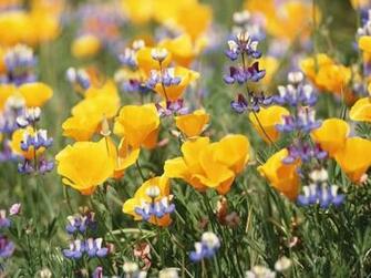 Wallpaper Summer Has Come Wildflowers Desktop