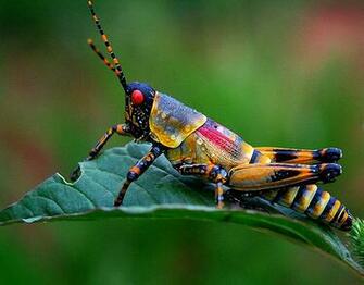 Best Ideas About Grasshoppers Insects