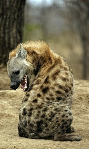 Hyena Wallpaper Screenshot