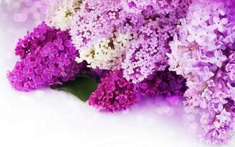 Pink And Purple Flower Background