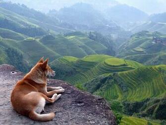 Landscape And Shiba Inu Wallpaper Wallpaperlepi