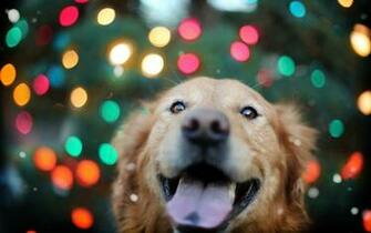 Golden Retriever HD Wallpaper