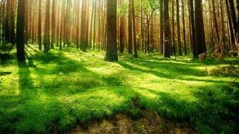Forest HD Live Wallpaper Android Apps On Google Play
