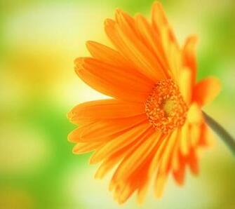 Flower Flowers Orange Bright Colored Nature Plant