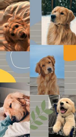 Fernanda Andrade On Dogs In Dog Wallpaper iPhone