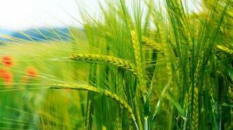 Selective Focus Photo Of Green Rye Field HD Wallpaper