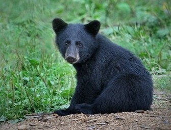 Black Bear Wallpaper Weddingdressin