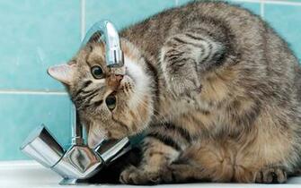 Funny Cats Wallpaper High Quality