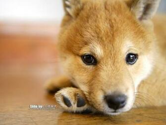 Shiba Inu Puppy Photos Dog Wallpaper No