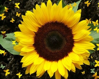 Wallpaper Sunflower
