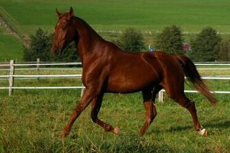 American Saddlebred Stock By Luda
