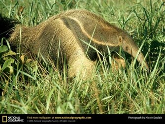 Anteater Wallpaper And Background