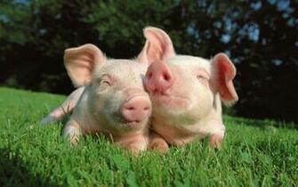 Bureaublad Achtergrond Met Twee Roze Varkens In Het Gras