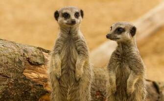 Meerkats Meerkat Wallpaper