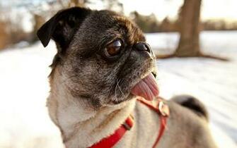 Black And Brown Pug HD Wallpaper