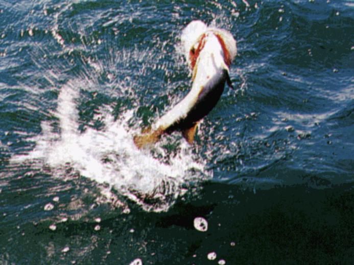 Bass Fishing W