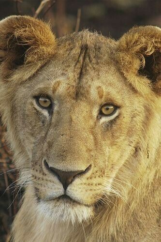Lioness Wallpaper For iPhone 3g 3gs