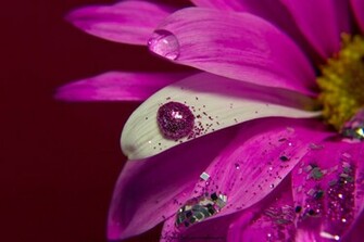 Pink Daisy Wallpaper By Onelittlepixel