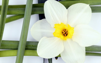 White Narcissus Flower Fondos De Pantalla iPhone Background