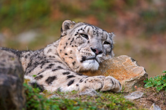 Snow Leopards HD Wallpaper