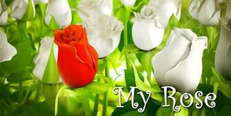 All About My Rose 3d Live Wallpaper For Android Videos Screenshots