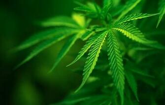 Wallpaper Field Plant Green Hemp Image For Desktop Section