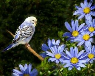 Spring Bird