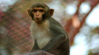 Monkey Wallpaper Animal Baby