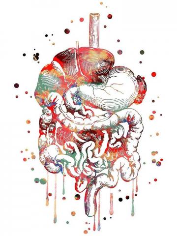 Digestive System Anatomy Art Human Organs Gastrointestinal Tract