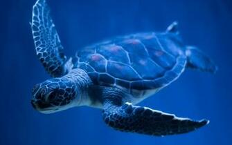 Sea Turtle Wallpaper