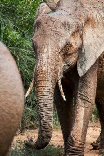 Elephant Trunk Pictures Image
