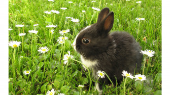 White Rabbit Wallpaper And