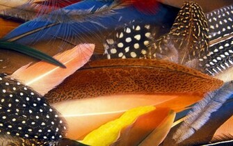 Colorful Feathers Desktop Pc And Mac Wallpaper
