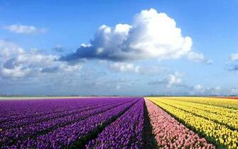 Holland Field Of Tulips Jpg
