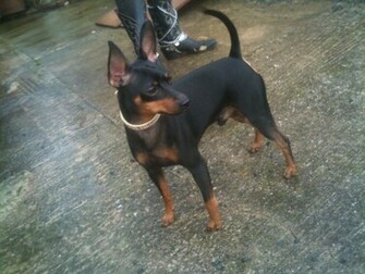 Miniature Pinscher HD Wallpaper