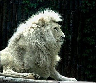 White Lion Wallpaper