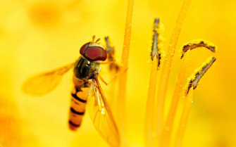 Golden Flying Insects K2io78f9rsdgugla Wallpaper